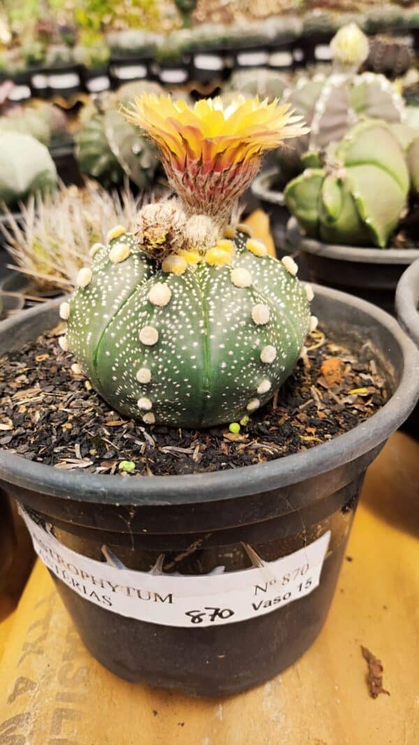 ASTROPHYTUM ASTERIAS Nº 870 – vaso 15 - Imagem 2