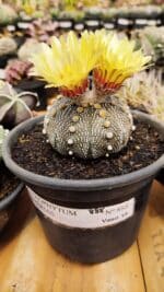 ASTROPHYTUM ASTERIAS Nº 888 – vaso 15