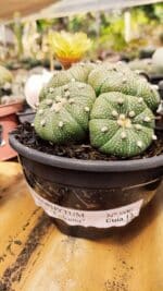 ASTROPHYTUM ASTERIAS "Colônia” Nº 900 – Cuia 13 - Imagem 2