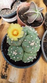 ASTROPHYTUM ASTERIAS "Colônia” Nº 900 – Cuia 13