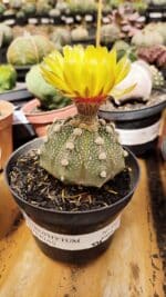 ASTROPHYTUM ASTERIAS Nº 891 – vaso 11 - Imagem 2