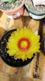 ASTROPHYTUM ASTERIAS Nº 891 – vaso 11