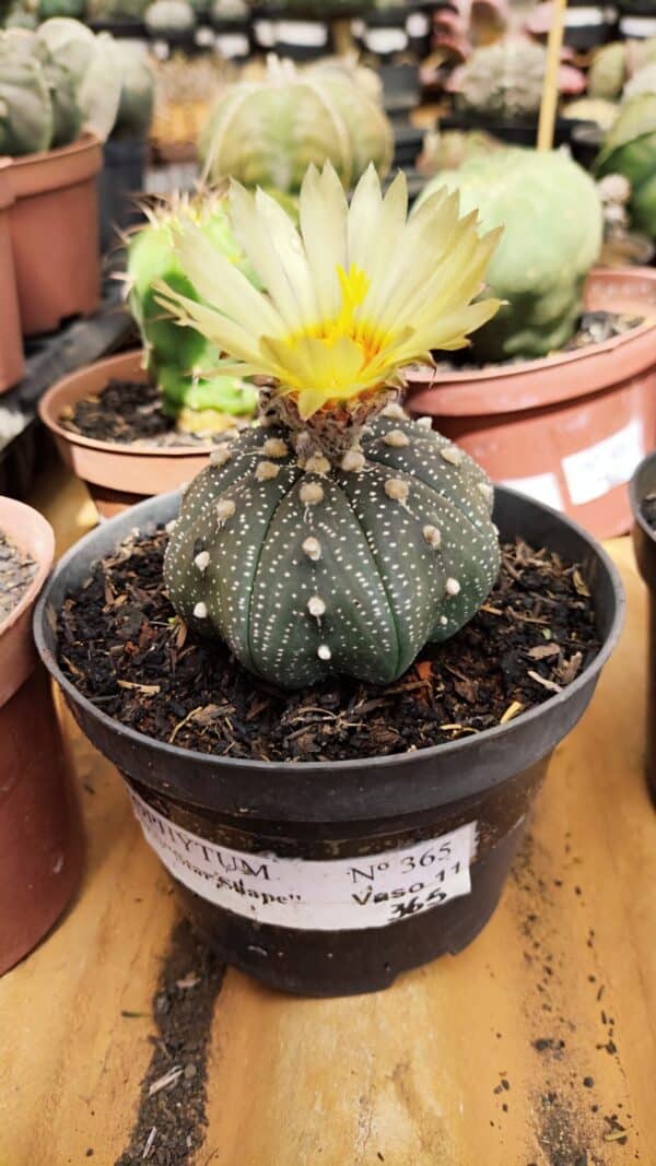 ASTROPHYTUM ASTERIAS STAR SHAPE Nº 365 – vaso 11 - Imagem 1