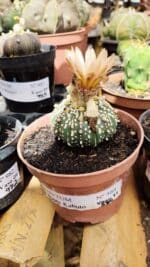 ASTROPHYTUM ASTERIAS SUPER KABUTO Nº 384 - vaso 11