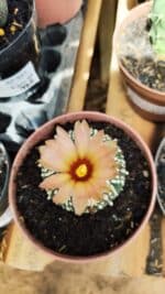ASTROPHYTUM ASTERIAS SUPER KABUTO Nº 384 - vaso 11 - Imagem 3