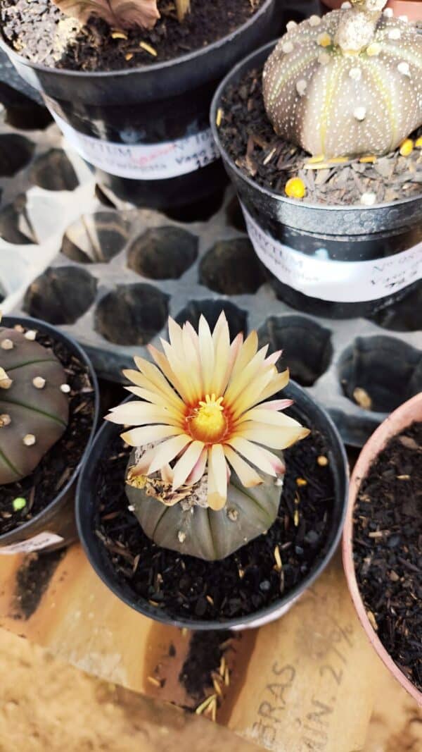 ASTROPHYTUM ASTERIAS “Purple AKABANA”  Nº 982 – vaso 09 - Imagem 1