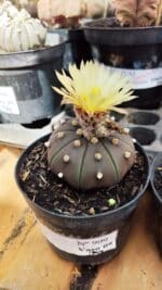 ASTROPHYTUM ASTERIAS “Purple” Nº 909 – vaso 09