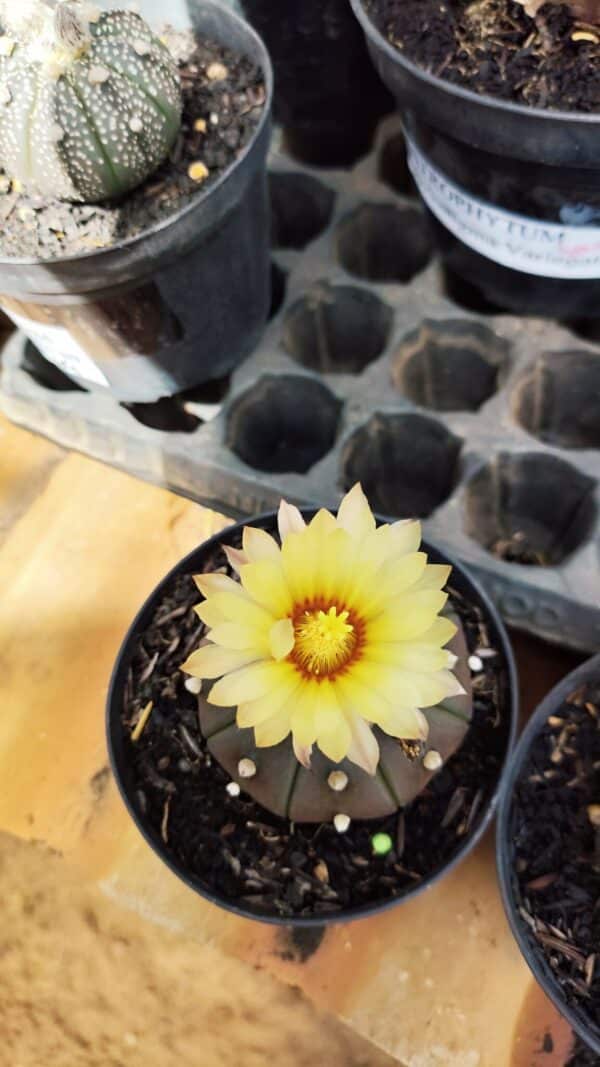 ASTROPHYTUM ASTERIAS “Purple”  Nº 909 – vaso 09 - Imagem 3