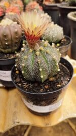 ASTROPHYTUM ASTERIAS Nº 880 – vaso 09
