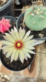 ASTROPHYTUM ASTERIAS “Purple” Nº 957 – vaso 09 - Imagem 3