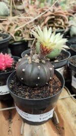 ASTROPHYTUM ASTERIAS “Purple” Nº 957 – vaso 09