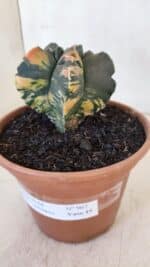 ASTROPHYTUM cv KIKKO "Variegata" Nº 967 – vaso 15 - Imagem 7