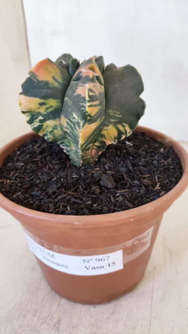 ASTROPHYTUM cv KIKKO "Variegata" Nº 967 – vaso 15 - Imagem 7