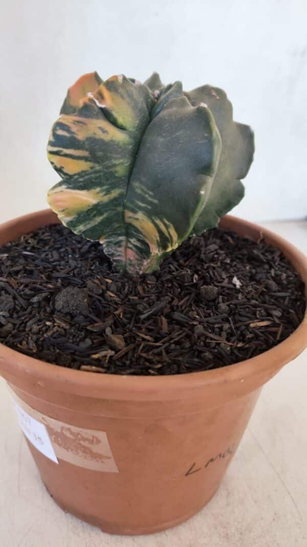 ASTROPHYTUM cv KIKKO "Variegata" Nº 967 – vaso 15 - Imagem 8