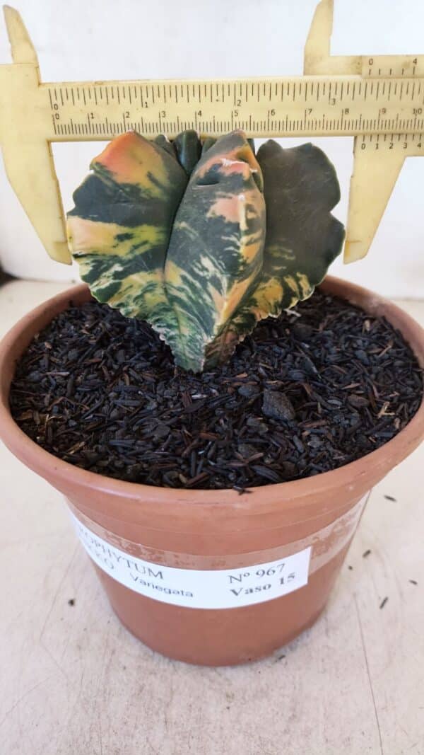 ASTROPHYTUM cv KIKKO "Variegata" Nº 967 – vaso 15 - Imagem 1