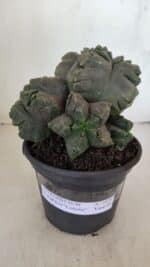 ASTROPHYTUM cv KIKKO "COLÔNIA" Nº 1038 – vaso 15 - Imagem 2