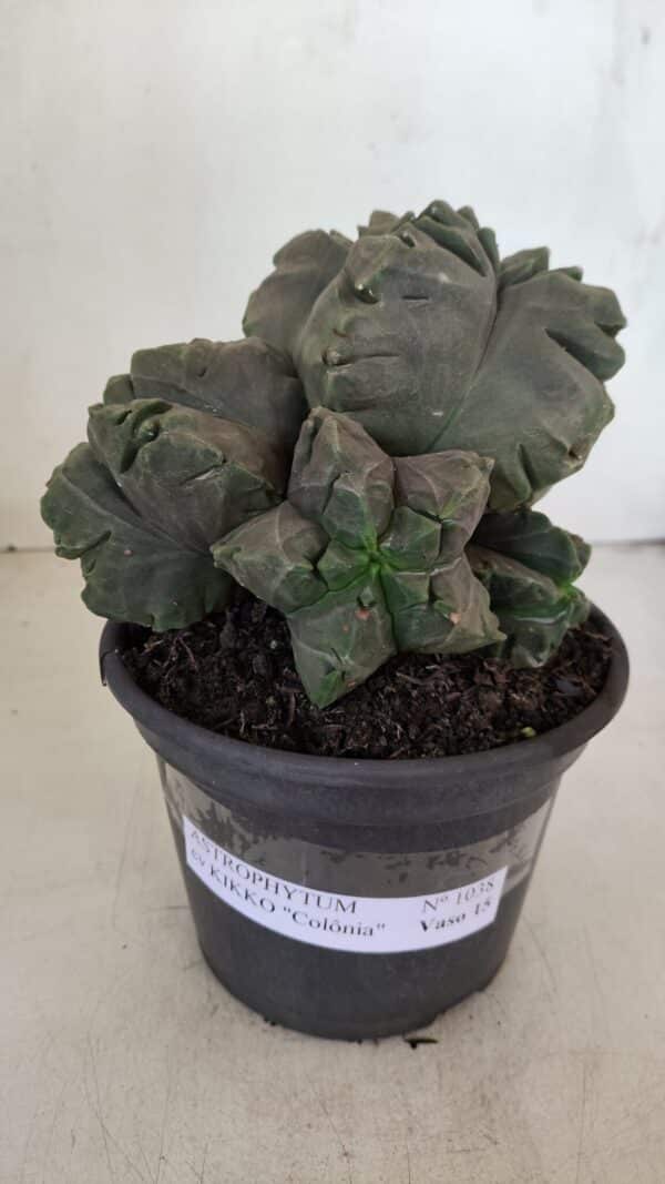 ASTROPHYTUM cv KIKKO "COLÔNIA"  Nº 1038 – vaso 15 - Imagem 2