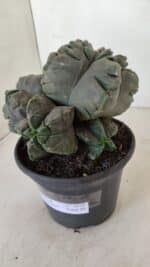 ASTROPHYTUM cv KIKKO "COLÔNIA" Nº 1038 – vaso 15 - Imagem 10
