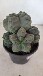 ASTROPHYTUM cv KIKKO "COLÔNIA" Nº 1038 – vaso 15 - Imagem 5