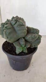 ASTROPHYTUM cv KIKKO "COLÔNIA" Nº 1038 – vaso 15 - Imagem 9
