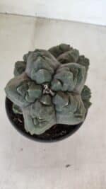ASTROPHYTUM cv KIKKO "COLÔNIA" Nº 1038 – vaso 15 - Imagem 8