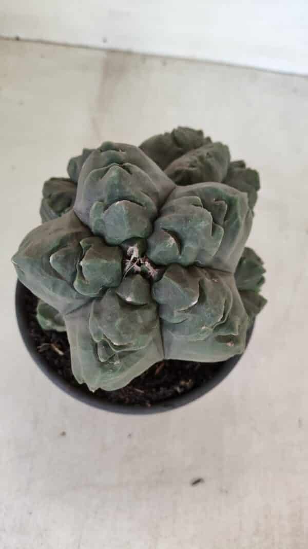 ASTROPHYTUM cv KIKKO "COLÔNIA"  Nº 1038 – vaso 15 - Imagem 8