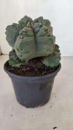 ASTROPHYTUM cv KIKKO "COLÔNIA" Nº 1038 – vaso 15 - Imagem 7