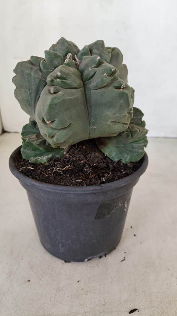 ASTROPHYTUM cv KIKKO "COLÔNIA"  Nº 1038 – vaso 15 - Imagem 7