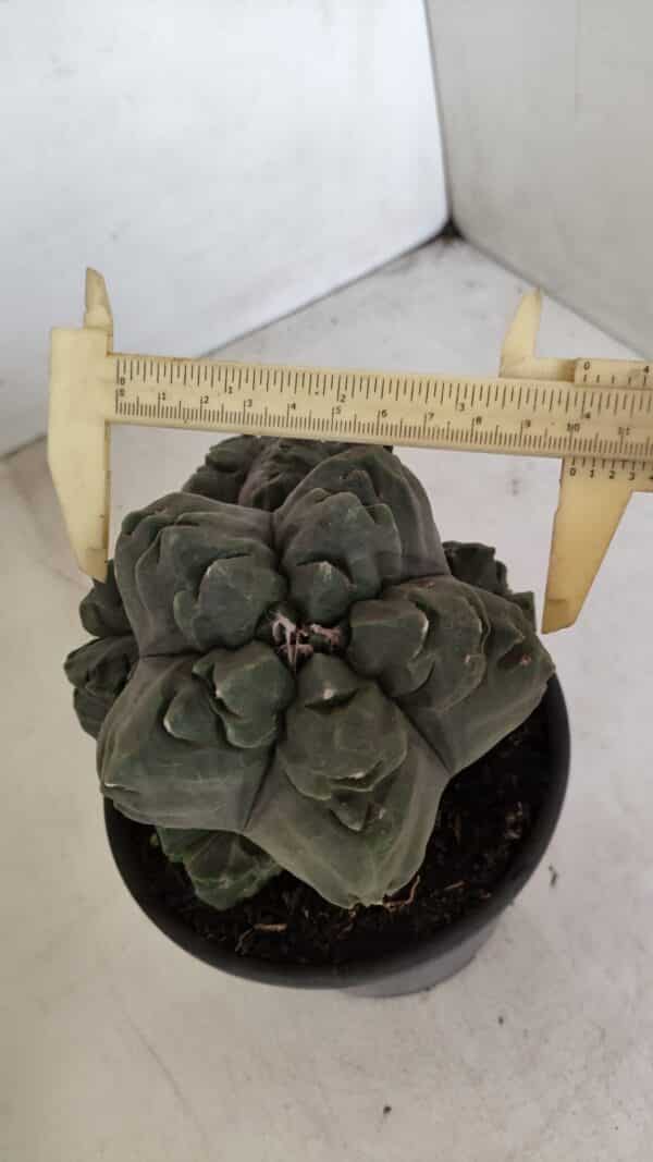 ASTROPHYTUM cv KIKKO "COLÔNIA"  Nº 1038 – vaso 15 - Imagem 3