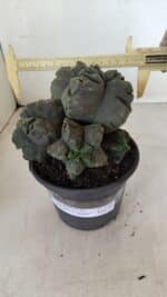 ASTROPHYTUM cv KIKKO "COLÔNIA" Nº 1038 – vaso 15 - Imagem 6