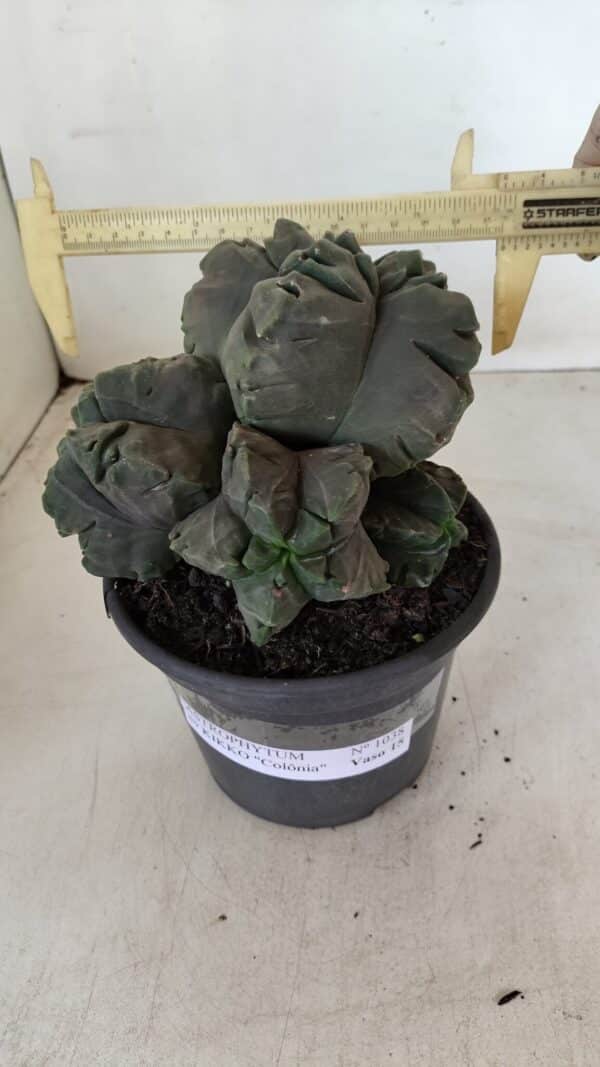 ASTROPHYTUM cv KIKKO "COLÔNIA"  Nº 1038 – vaso 15 - Imagem 6