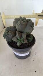 ASTROPHYTUM cv KIKKO "COLÔNIA" Nº 1038 – vaso 15