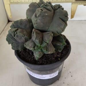 ASTROPHYTUM cv KIKKO "COLÔNIA" Nº 1038 – vaso 15