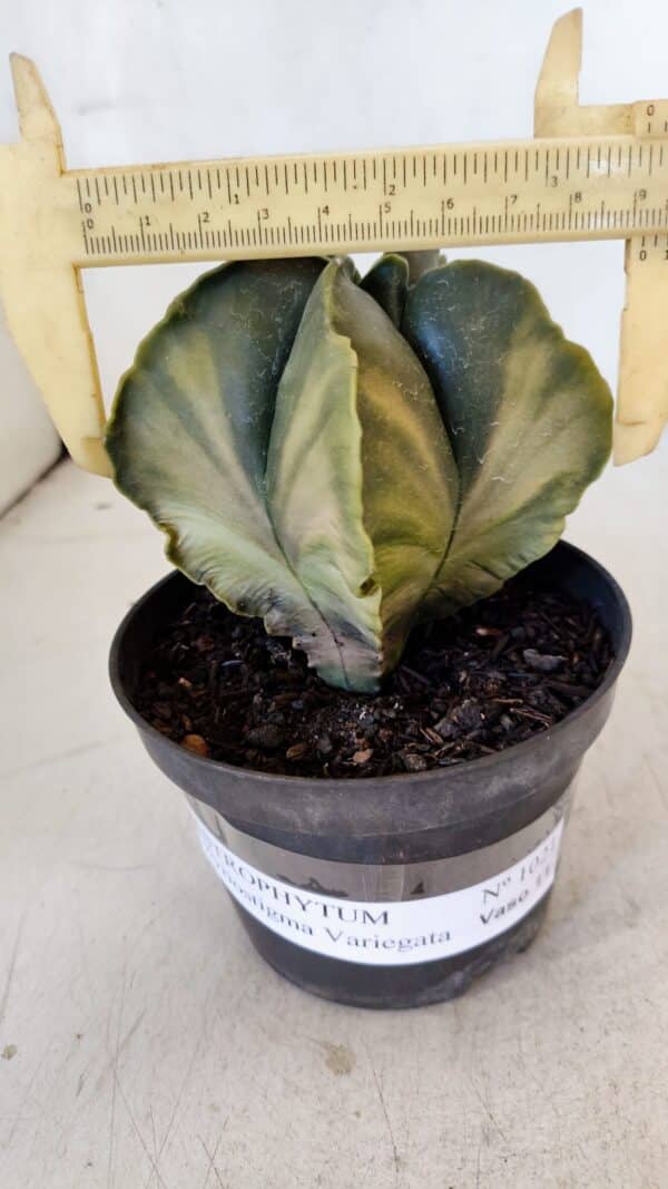 ASTROPHYTUM MYRIOSTIGMA "Variegata" Nº 1021 – vaso 11 - Imagem 1