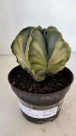 ASTROPHYTUM MYRIOSTIGMA "Variegata" Nº 1021 – vaso 11 - Imagem 5
