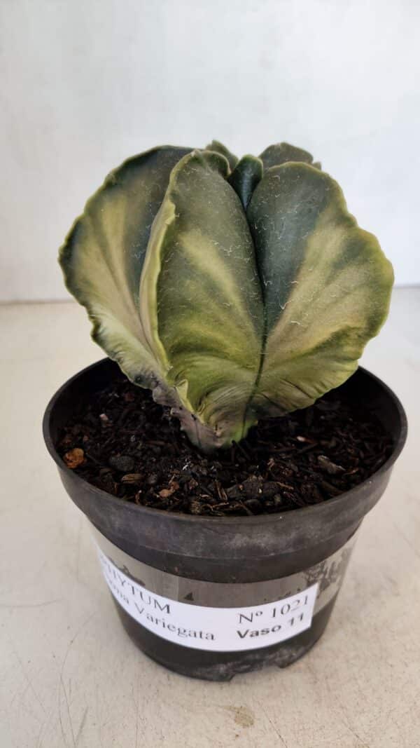 ASTROPHYTUM MYRIOSTIGMA "Variegata" Nº 1021 – vaso 11 - Imagem 5