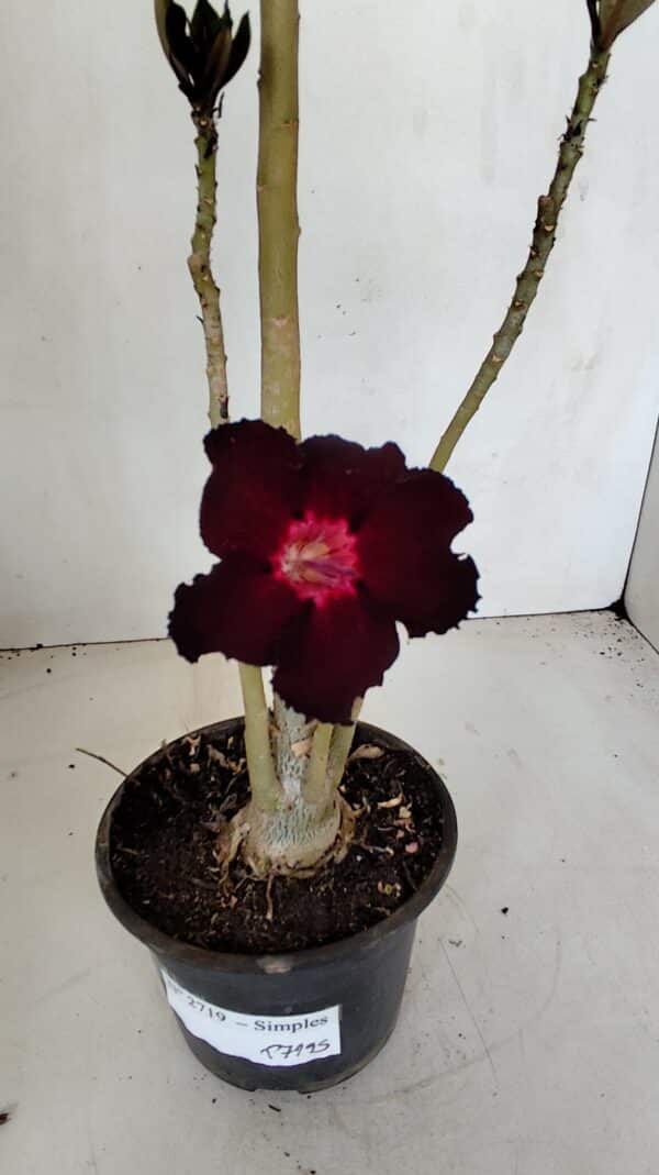 Planta Simples 2719 – 35cm – 03 anos - Imagem 1