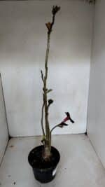 Planta Simples 2719 – 35cm – 03 anos - Imagem 5