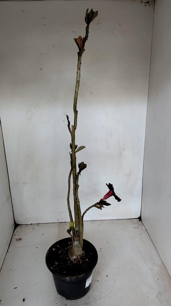 Planta Simples 2719 – 35cm – 03 anos - Imagem 5