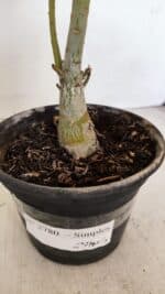 Planta Simples 2780 – 30cm – 02 anos - Imagem 7