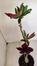 Planta Simples 2780 – 30cm – 02 anos - Imagem 4
