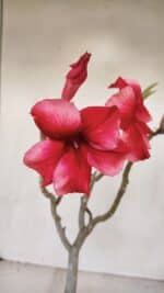 Planta Simples 2803 – 30cm – 02 anos - Imagem 4