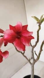 Planta Simples 2803 – 30cm – 02 anos