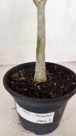 Planta Simples 2803 – 30cm – 02 anos - Imagem 6