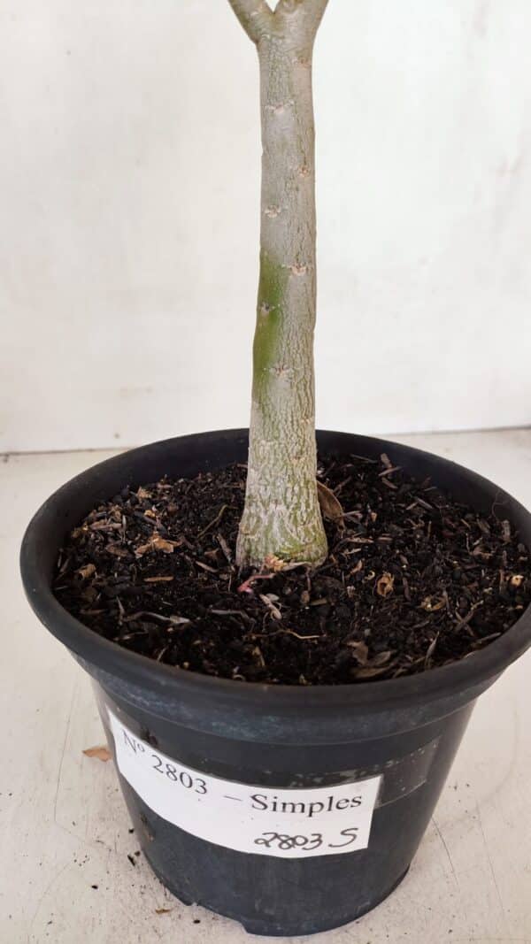 Planta Simples 2803 – 30cm – 02 anos - Imagem 6