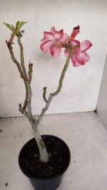 Planta Simples 2803 – 30cm – 02 anos - Imagem 5