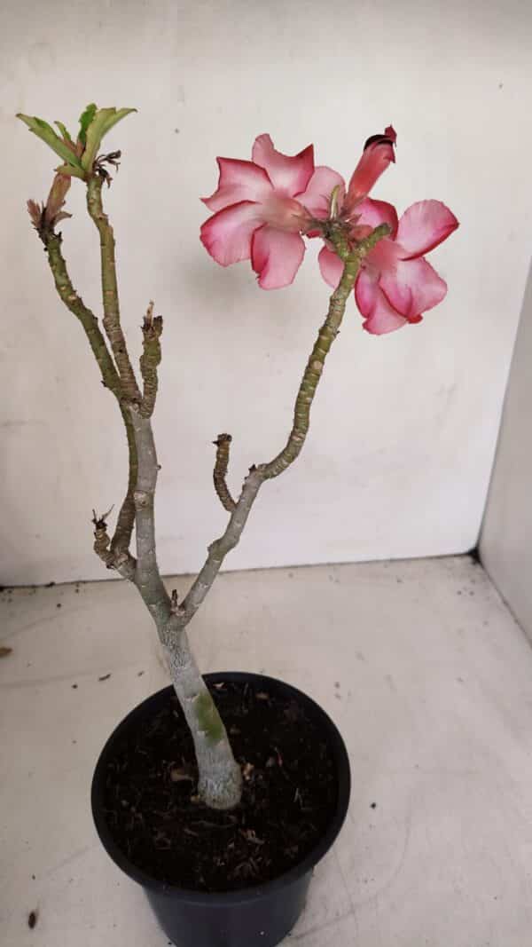 Planta Simples 2803 – 30cm – 02 anos - Imagem 5