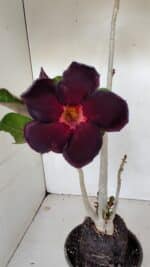 Planta Simples 2981 – 35cm – 03 anos - Imagem 3