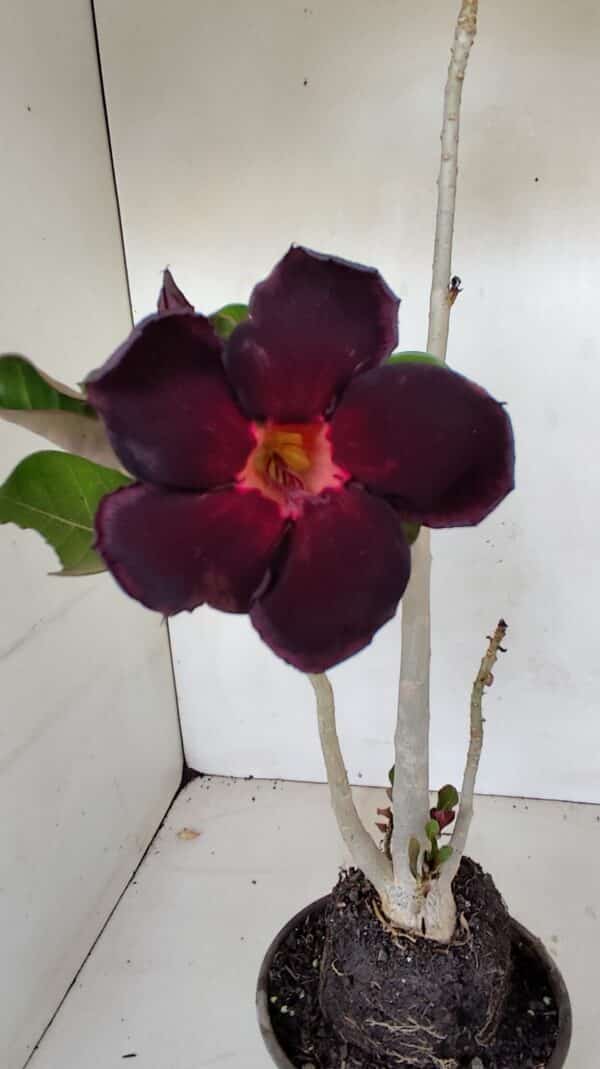 Planta Simples 2981 – 35cm – 03 anos - Imagem 3