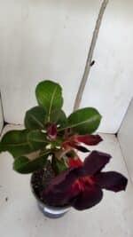 Planta Simples 2981 – 35cm – 03 anos - Imagem 5
